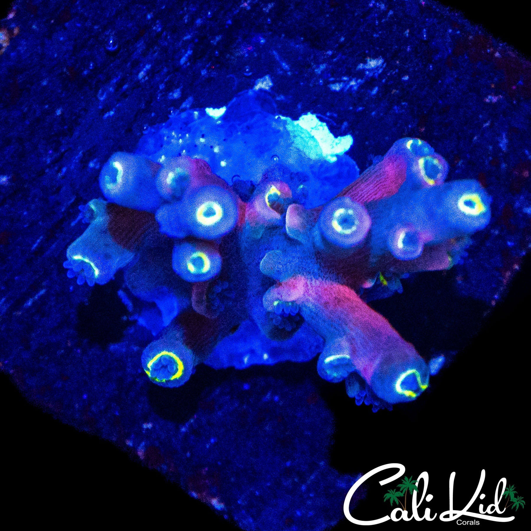 VIVID INSANITY ACRO