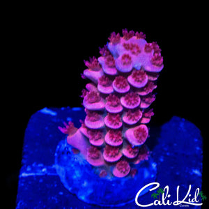 HYPER PINK TENIUS