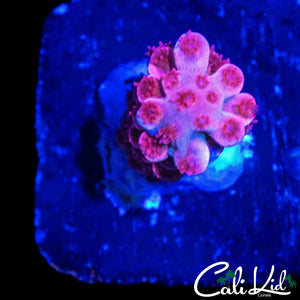 HYPER PINK TENIUS
