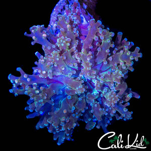 BI COLOR TIP FROGSPAWN