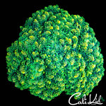 RARE OCTOSPAWN COLONY