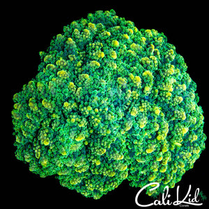 RARE OCTOSPAWN COLONY