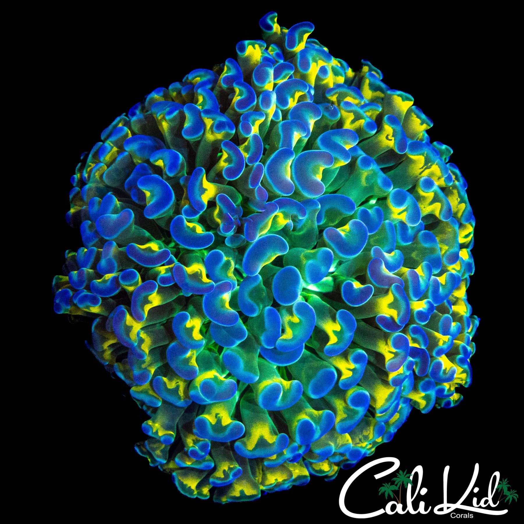 RARE TRI COLOR HAMMER