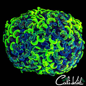 SUPER BRIGHT SPLATTER HAMMER