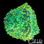 SUPER BRIGHT TRI COLOR HAMMER