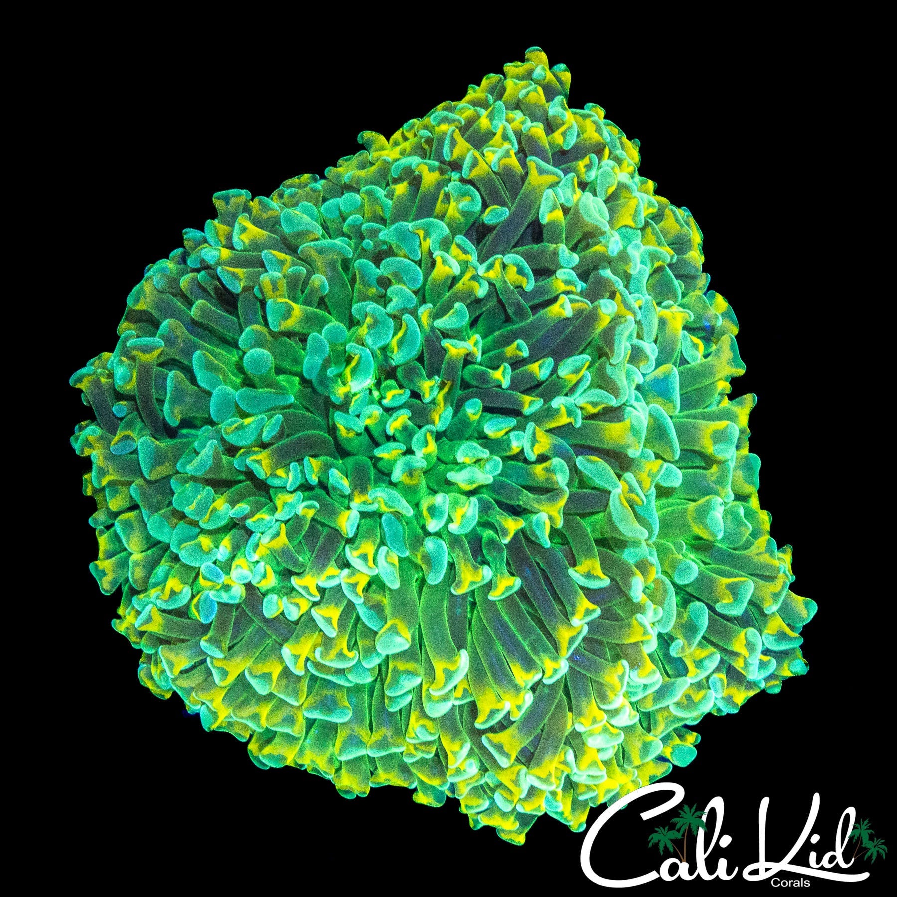 SUPER BRIGHT TRI COLOR HAMMER