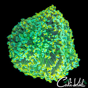 SUPER BRIGHT TRI COLOR HAMMER