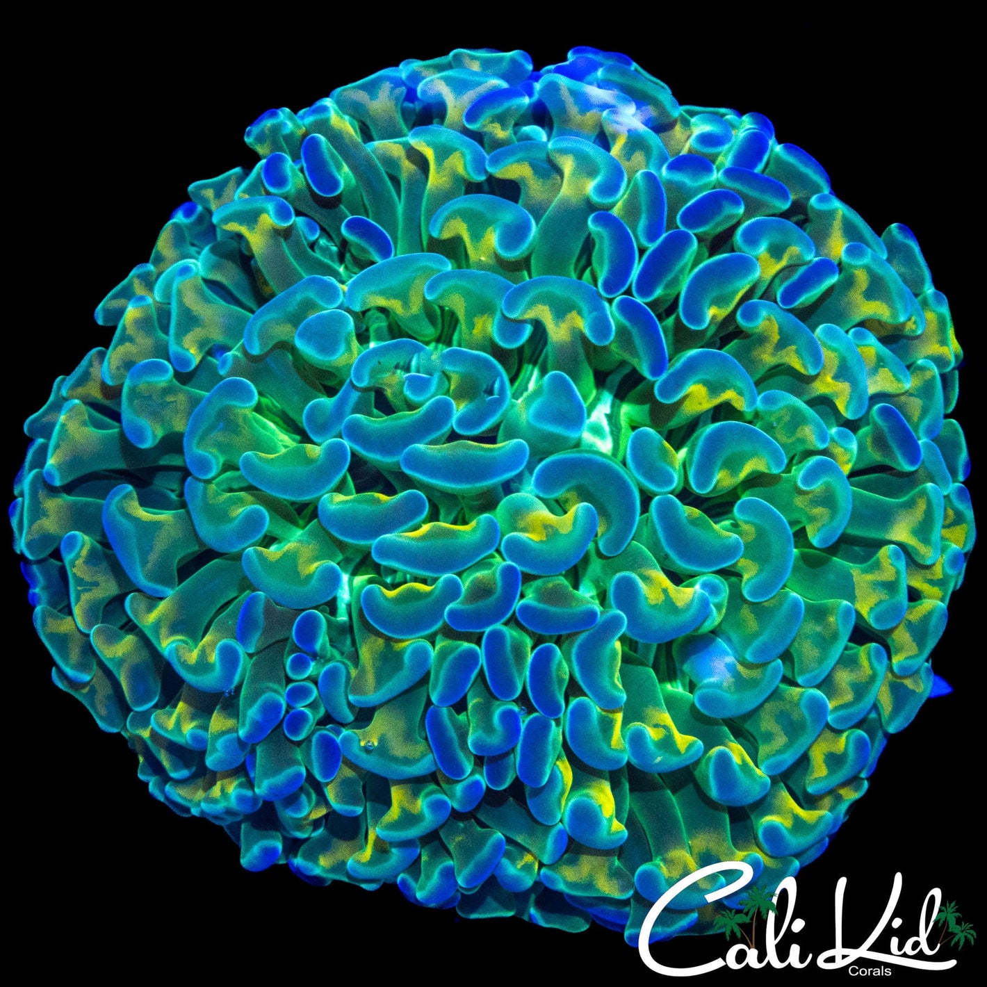 BEAUTIFUL TRI COLOR HAMMER