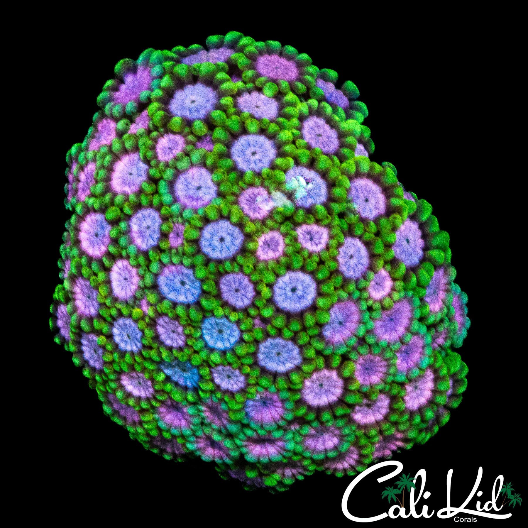 SUPER RARE ALVEOPORA COLONY