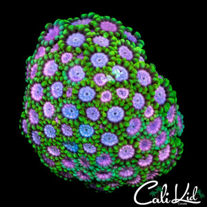 SUPER RARE ALVEOPORA COLONY