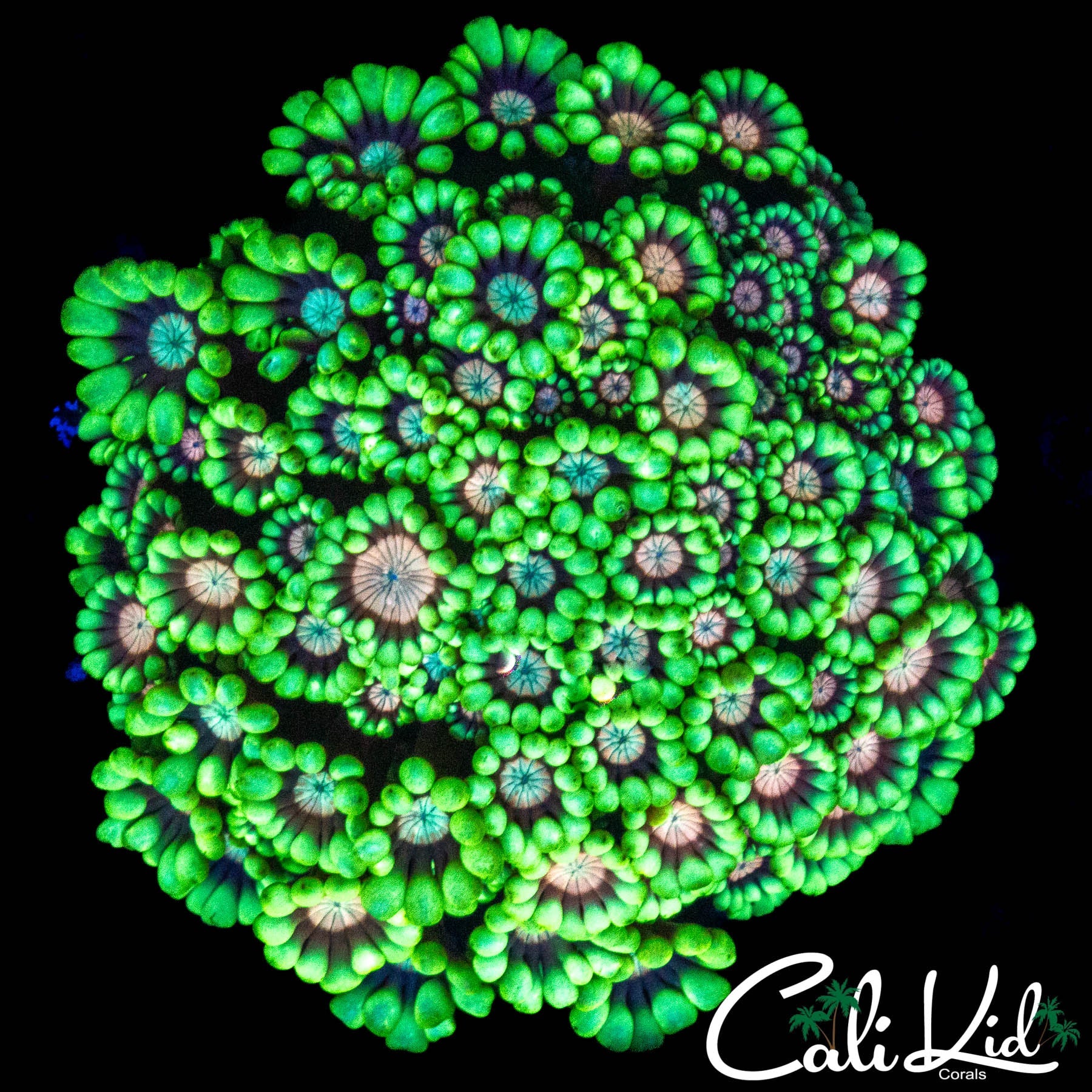 RARE TRI COLOR ALVEOPORA