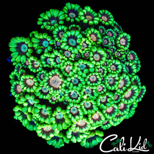 RARE TRI COLOR ALVEOPORA