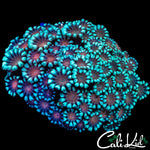 RARE COLOR ALVEOPORA COLONY