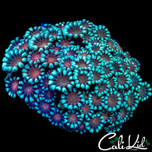 RARE COLOR ALVEOPORA COLONY