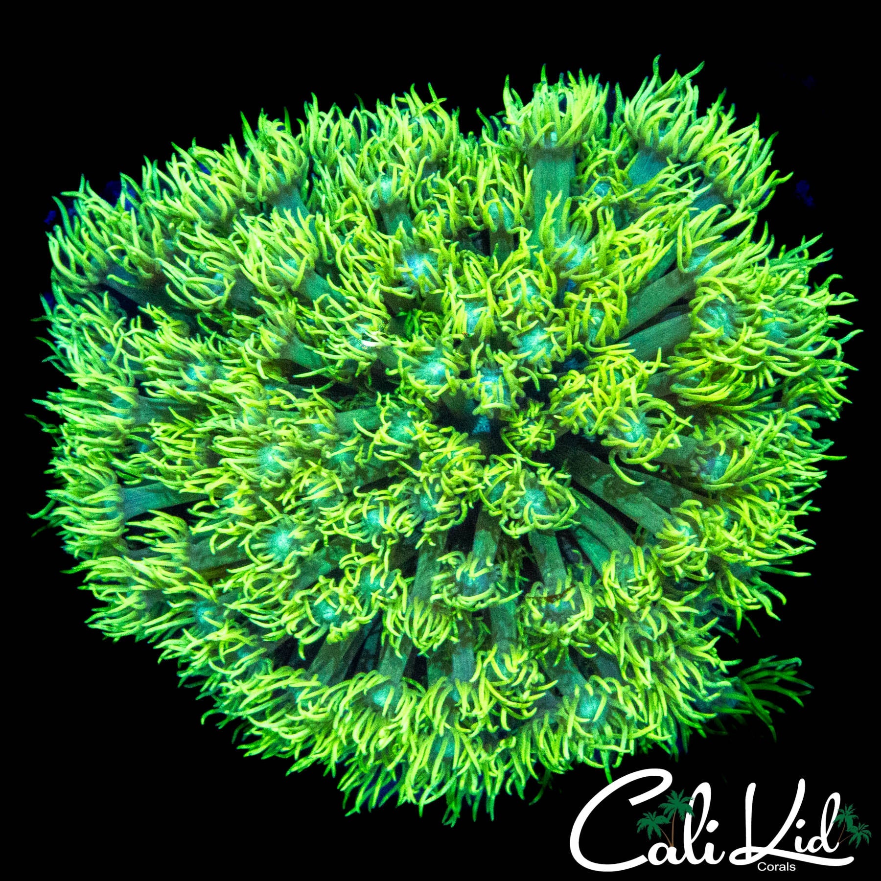 SHAGGY SHAGGY GONI COLONY