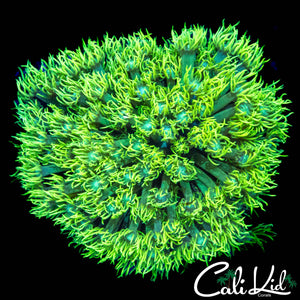 SHAGGY SHAGGY GONI COLONY