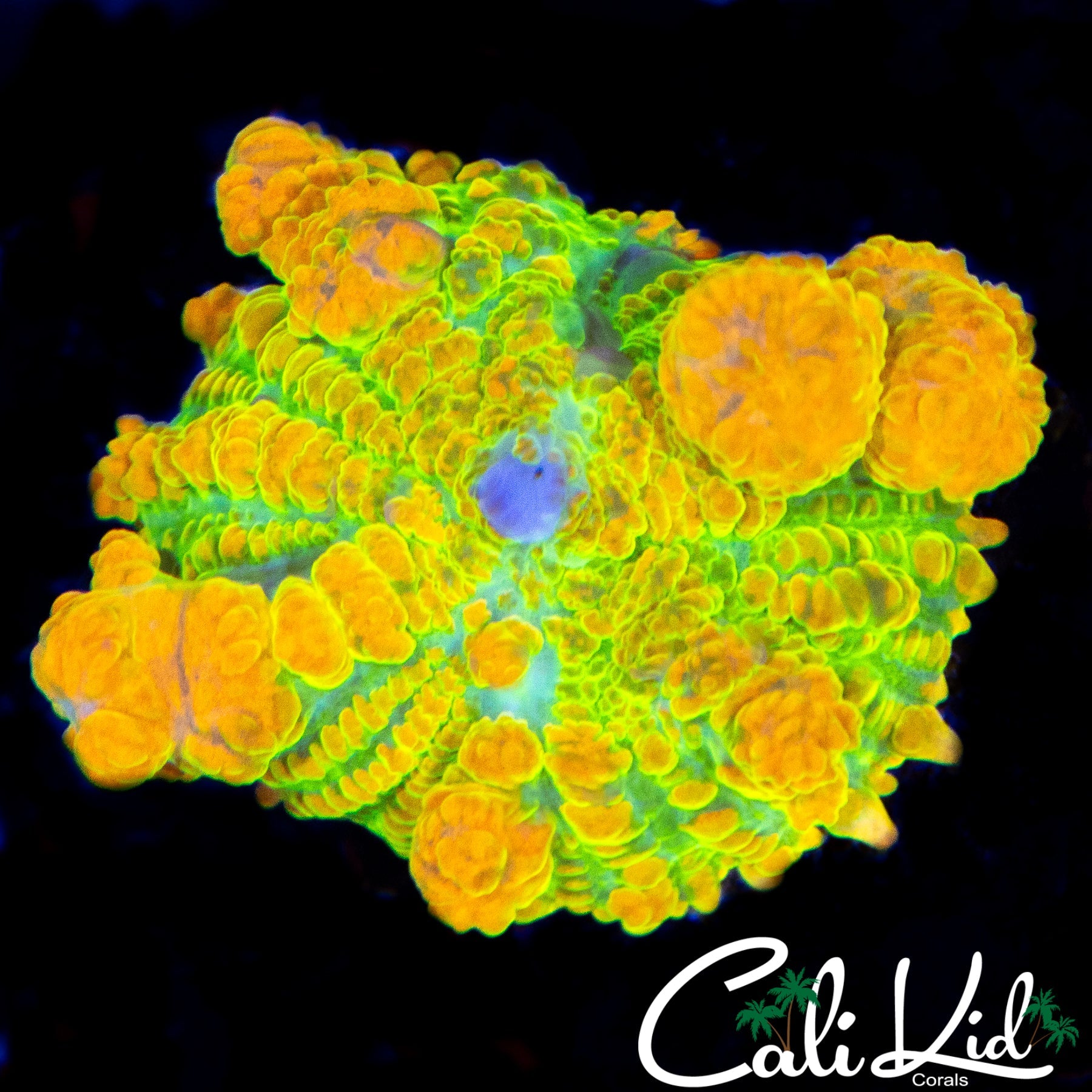 CK OG BOUNCE RHODACTIS