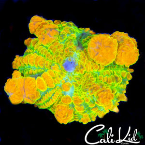 CK OG BOUNCE RHODACTIS