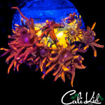 CK BLAZE BALLZ GONI