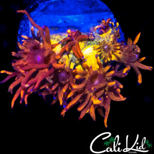 CK BLAZE BALLZ GONI