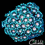 FUNKY PINK GONI COLONY