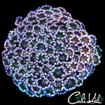 PASTEL RAINBOW ALVEOPORA COLONY