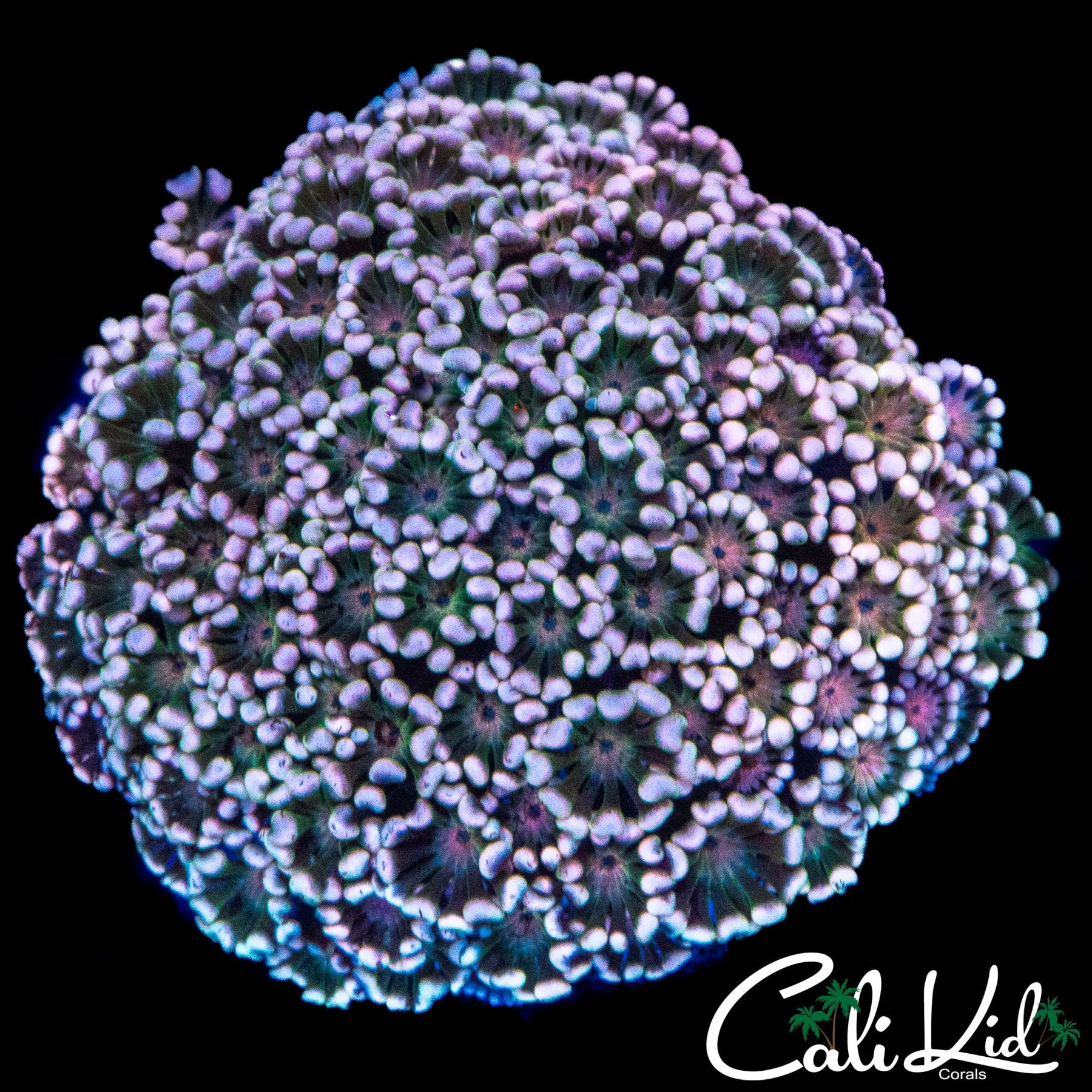 PASTEL RAINBOW ALVEOPORA COLONY