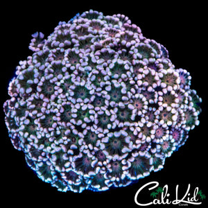 PASTEL RAINBOW ALVEOPORA COLONY
