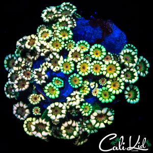RARE RAINBOW GONI COLONY