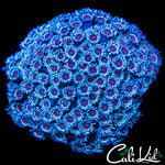PURPLE BOT GONI COLONY