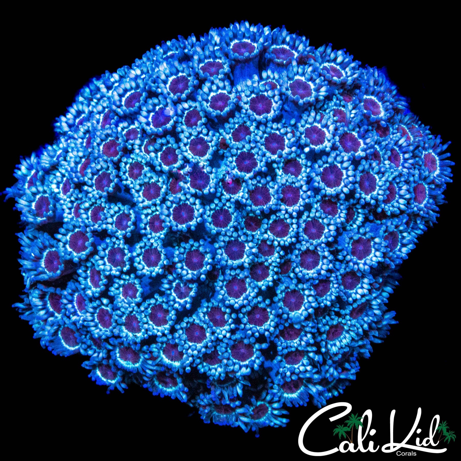 PURPLE BOT GONI COLONY