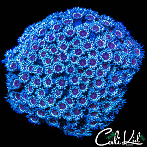 PURPLE BOT GONI COLONY