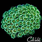 GOLDEN EYE GONI COLONY