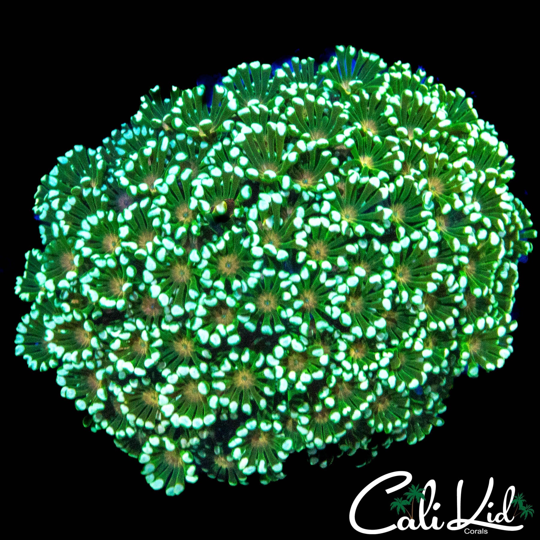 GOLDEN EYE GONI COLONY