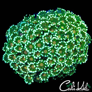 GOLDEN EYE GONI COLONY