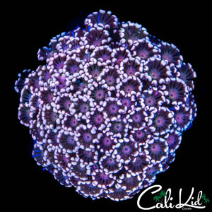 TRI COLOR GONI COLONY
