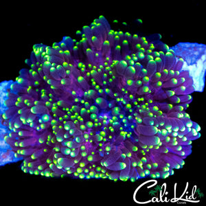 BI COLOR MYSTERY NEM
