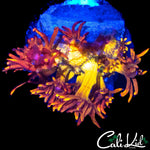CK BLAZE BALLZ GONI