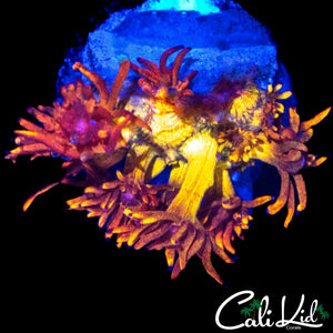 CK BLAZE BALLZ GONI
