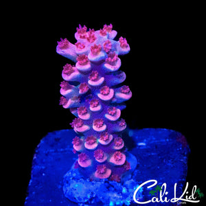 BERRY BERRY PINK TENIUS