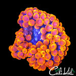 SHERMAN TYPE ANEMONE