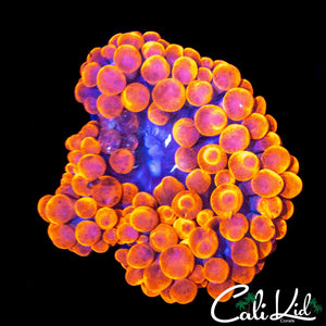 SHERMAN TYPE ANEMONE