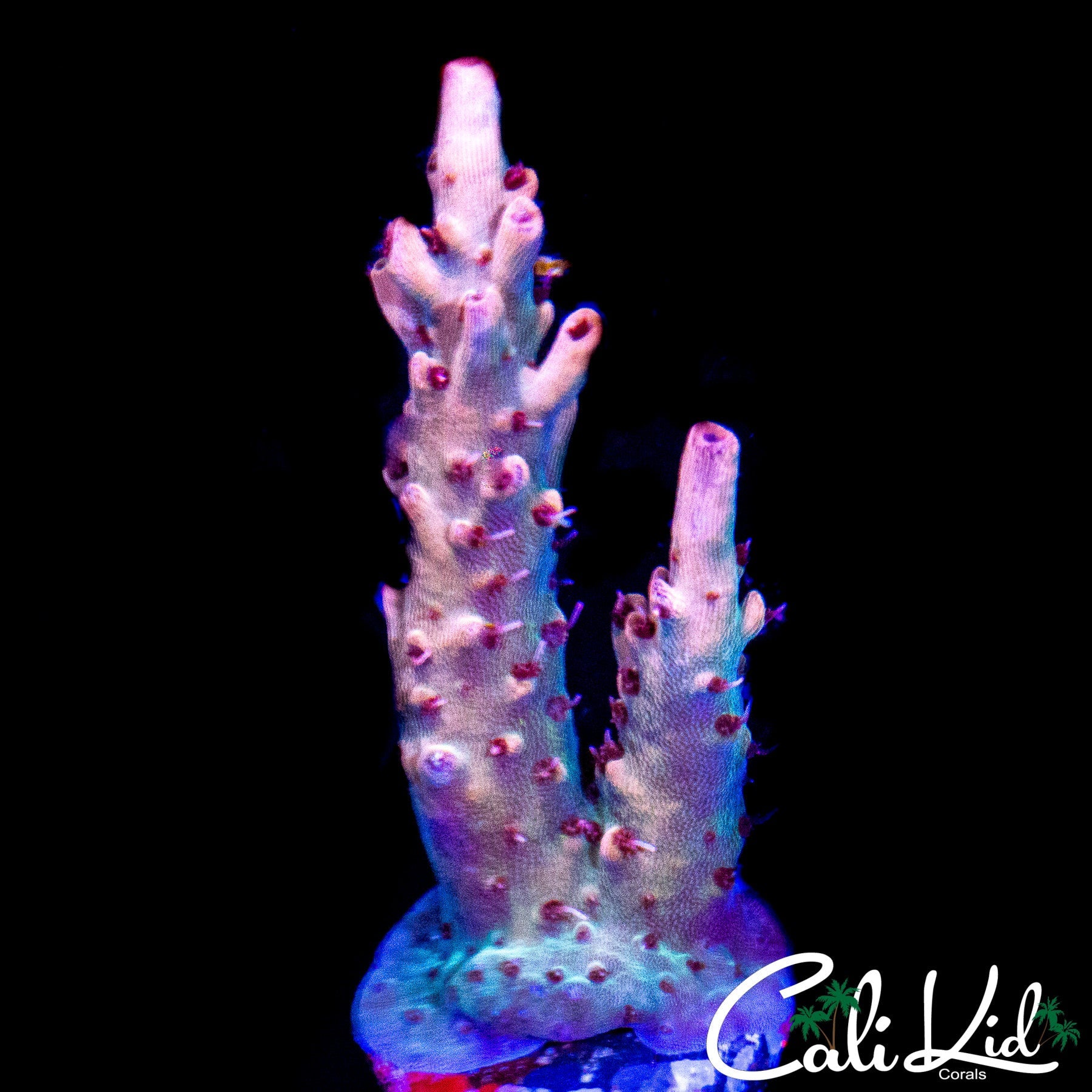 MYSTERY RAINBOW ACRO