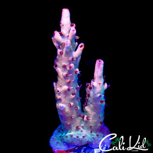 MYSTERY RAINBOW ACRO