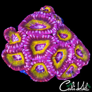 RARE ASIAN ACAN COLONY