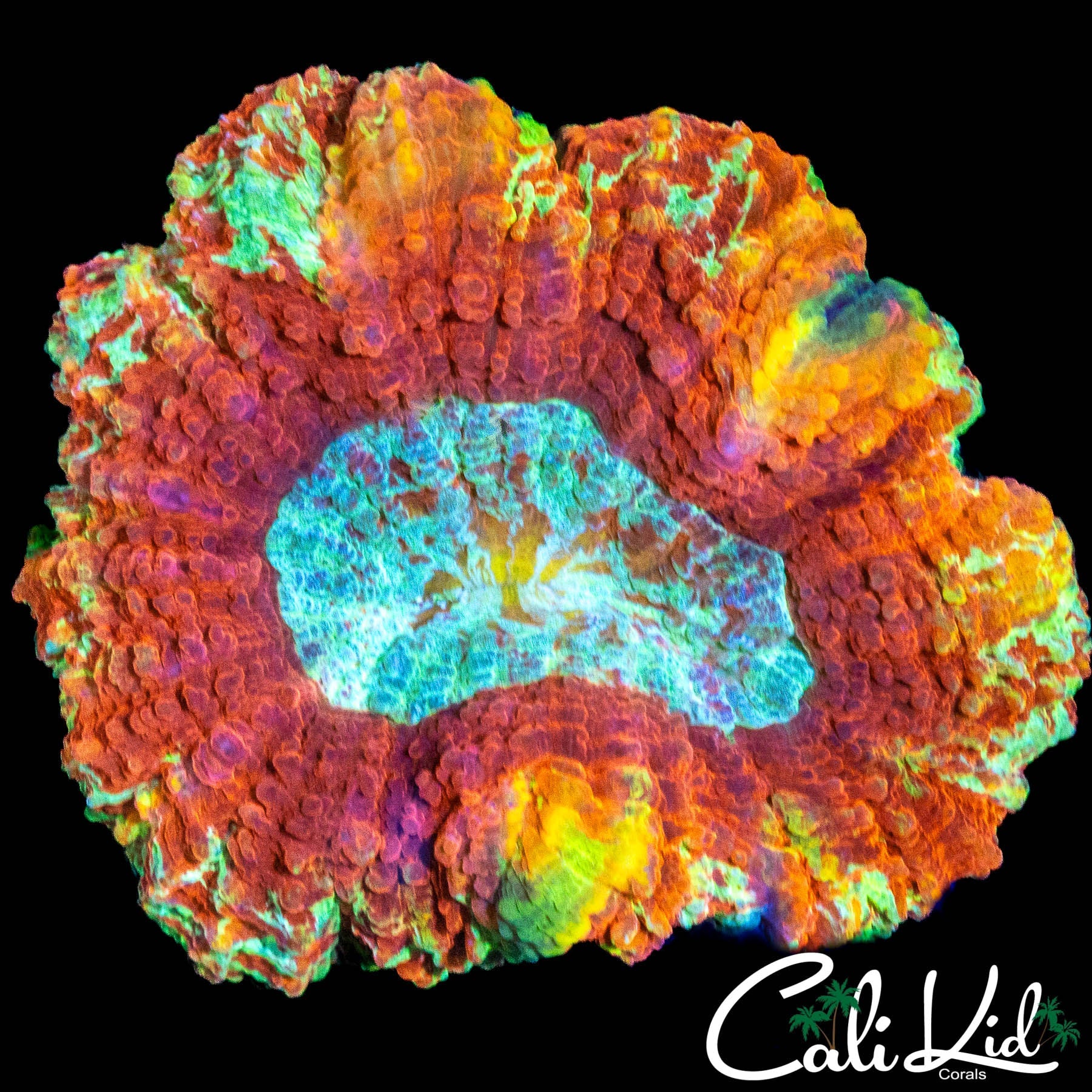 FLAMING RAINBOW SYMPHYLLIA