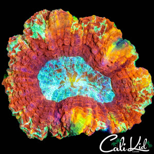 FLAMING RAINBOW SYMPHYLLIA