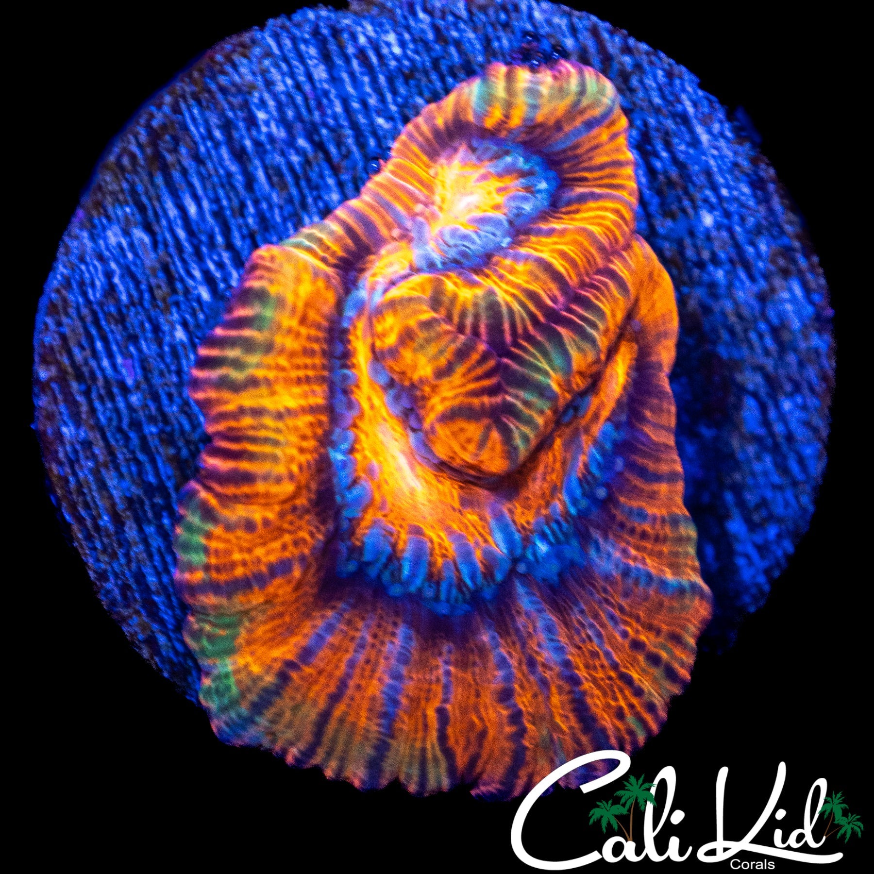 ULTRA RAINBOW WILSONI