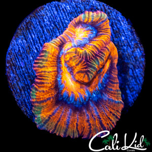 ULTRA RAINBOW WILSONI