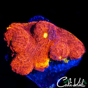 MYSTERY RAINBOW CHALICE FRAG